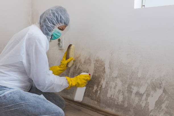 Asbestos and Lead Testing During Mold Inspection in Westwood, CA