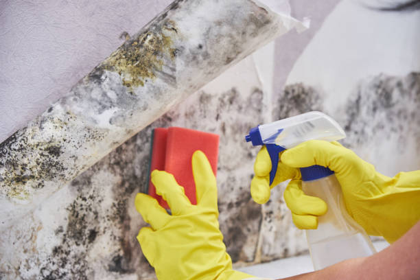 Professional Mold Inspection in Westwood, CA